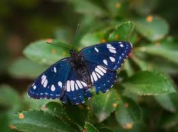 Attēlu rezultāti vaicājumam “Parnassius mnemosyne underside”