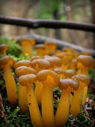 Attēlu rezultāti vaicājumam “Leotia lubrica”