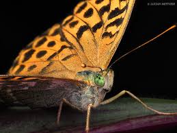 Attēlu rezultāti vaicājumam “Argynnis laodice underside”