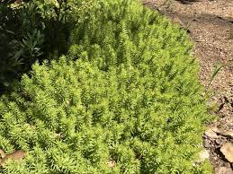 Attēlu rezultāti vaicājumam “Sedum rupestre”