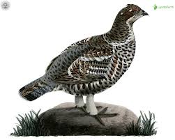 Attēlu rezultāti vaicājumam “Bonasa bonasia eggs”