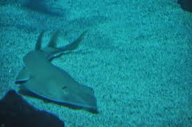 Image result for Glaucostegus cemiculus