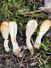 Attēlu rezultāti vaicājumam “Podostroma leucopus”