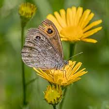 Attēlu rezultāti vaicājumam “Lasiommata maera”