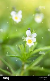 Attēlu rezultāti vaicājumam “Viola arvensis bud”