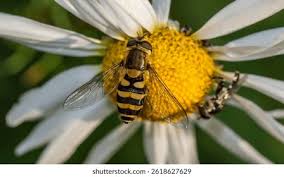 Attēlu rezultāti vaicājumam “Sericomyia silentis”