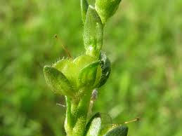 Attēlu rezultāti vaicājumam “Veronica serpyllifolia bud”