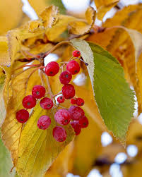 Attēlu rezultāti vaicājumam “Sorbus alnifolia”