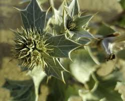 Attēlu rezultāti vaicājumam “Eryngium maritimum”