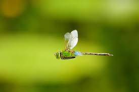 Attēlu rezultāti vaicājumam “Anax parthenope”