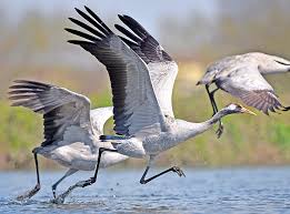 Attēlu rezultāti vaicājumam “Grus grus”