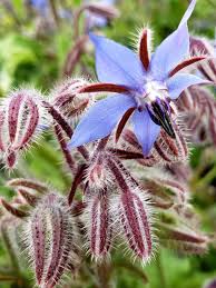 Attēlu rezultāti vaicājumam “Boraginaceae”