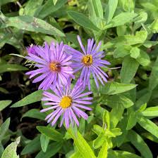 Image result for Aster novae-angliae