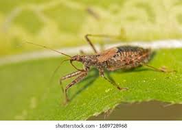 Attēlu rezultāti vaicājumam “Himacerus apterus”