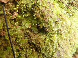 Attēlu rezultāti vaicājumam “Calypogeia”