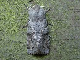 Attēlu rezultāti vaicājumam “Orthosia incerta”