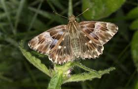 Attēlu rezultāti vaicājumam “Carcharodus floccifera upperside”