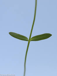 Attēlu rezultāti vaicājumam “Linum catharticum fruit”