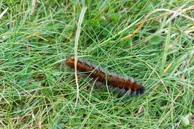 Attēlu rezultāti vaicājumam “Macrothylacia rubi larva”