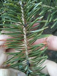 Attēlu rezultāti vaicājumam “Abies balsamea”