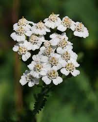Attēlu rezultāti vaicājumam “Achillea millefolium flower”