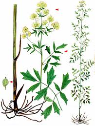 Attēlu rezultāti vaicājumam “Thalictrum lucidum”