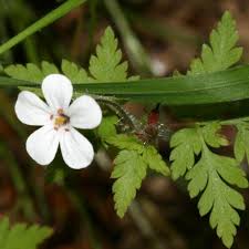 Attēlu rezultāti vaicājumam “Geranium robertianum flower”