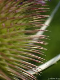 Attēlu rezultāti vaicājumam “Dipsacus fullonum flower”