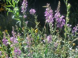 Image result for Linaria purpurea