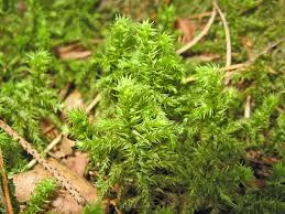 Attēlu rezultāti vaicājumam “Leiocolea rutheana sporophyte”