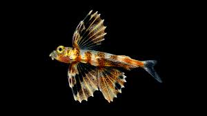 Attēlu rezultāti vaicājumam “Anogcodes melanurus”