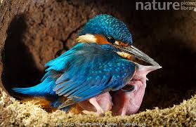 Attēlu rezultāti vaicājumam “Alcedo atthis adult”