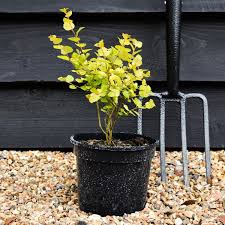 Attēlu rezultāti vaicājumam “Betula nana male flower”