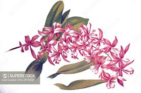 Attēlu rezultāti vaicājumam “Orchidaceae”