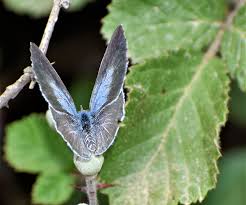 Attēlu rezultāti vaicājumam “Celastrina argiolus”