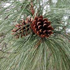 Attēlu rezultāti vaicājumam “Pinus ponderosa”
