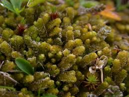 Attēlu rezultāti vaicājumam “Barbilophozia lycopodioides macro”