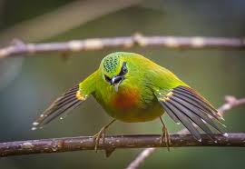 Attēlu rezultāti vaicājumam “Passeriformes”