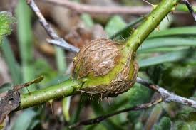 Attēlu rezultāti vaicājumam “Lasioptera rubi”