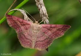 Attēlu rezultāti vaicājumam “Scopula immorata”