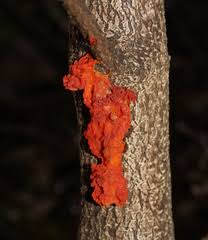 Attēlu rezultāti vaicājumam “Tremella ramalinae”