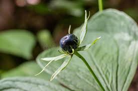 Attēlu rezultāti vaicājumam “Paris quadrifolia bud”