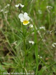 Attēlu rezultāti vaicājumam “Viola tricolor subsp. matutina”