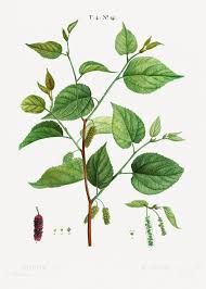 Attēlu rezultāti vaicājumam “Morus alba leaf”