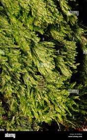 Attēlu rezultāti vaicājumam “Pseudotaxiphyllum elegans”