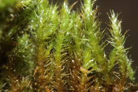 Attēlu rezultāti vaicājumam “Campylium stellatum”