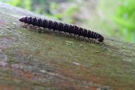 Attēlu rezultāti vaicājumam “Strongylosoma pallipes”