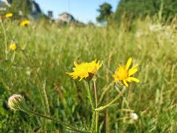 Attēlu rezultāti vaicājumam “Hieracium laevigatum”