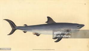 Image result for Lamna nasus