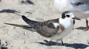 Attēlu rezultāti vaicājumam “Chlidonias niger”